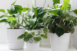 ¿Plantas artificiales o naturales?