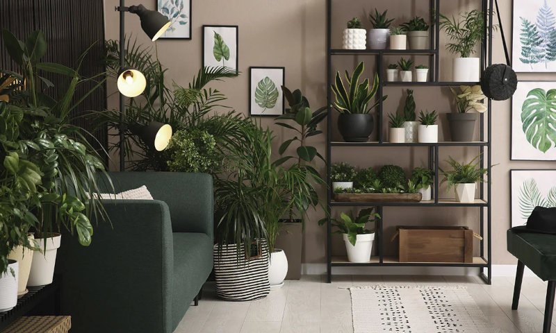 Plantas